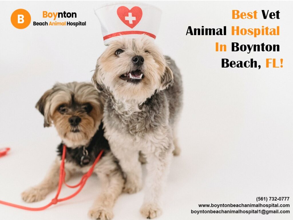 best vet animal hospital in Boynton Beach