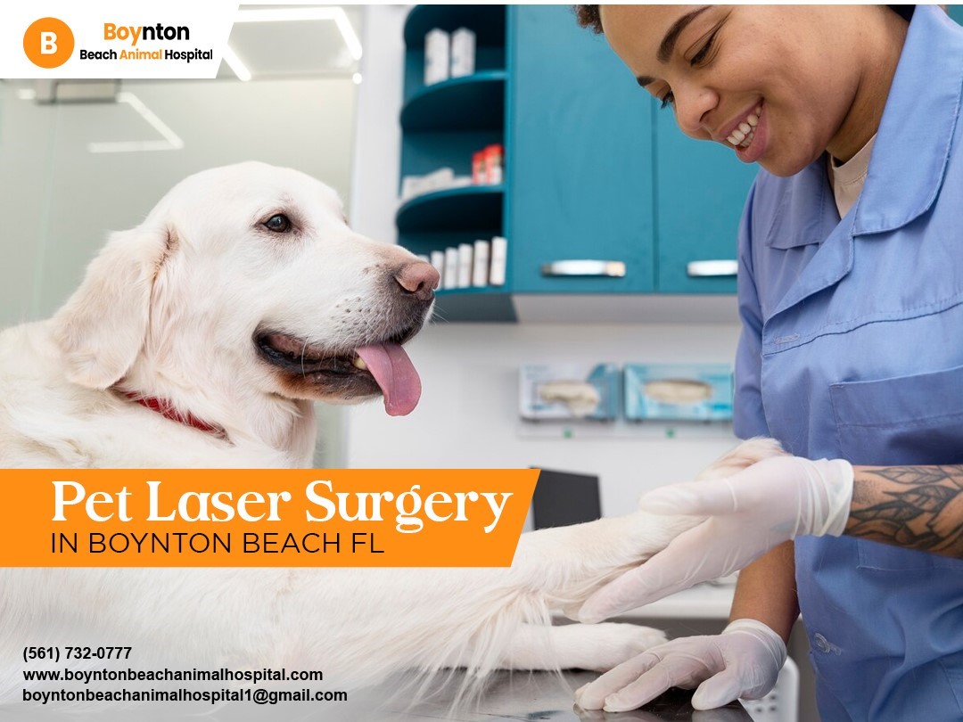 pet laser surgery