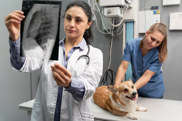 pet digital radiographs in Boynton Beach