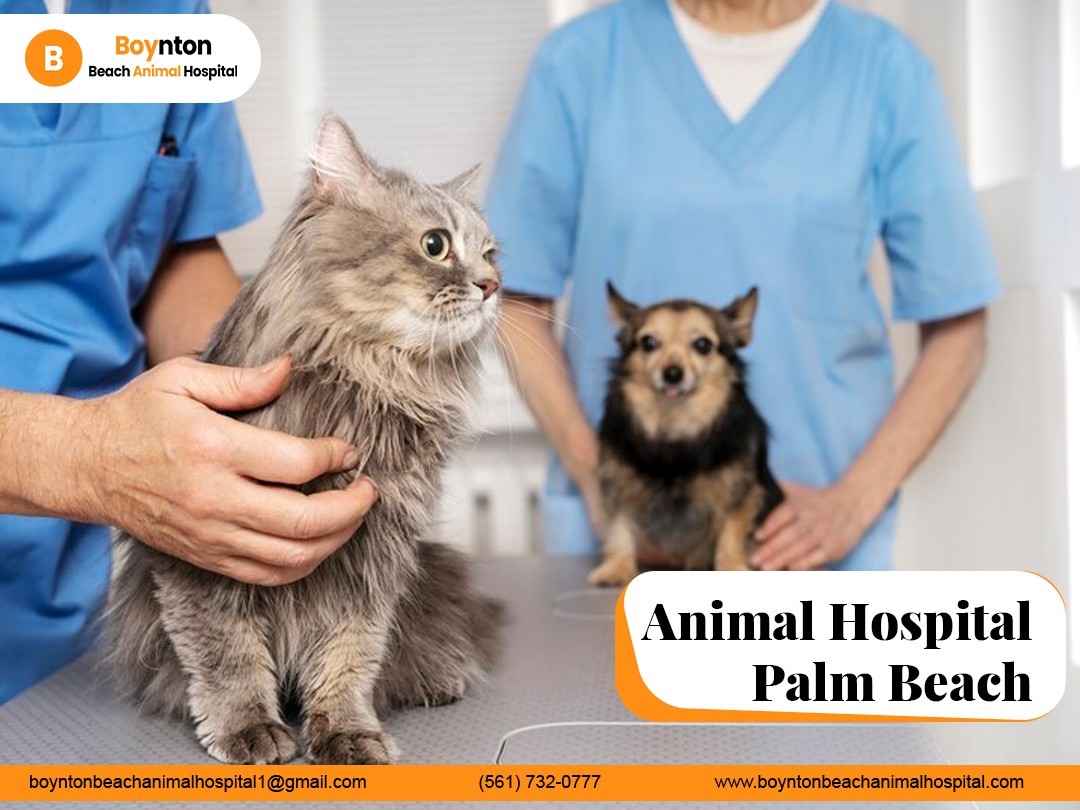 Palm Beach veterinary hospital