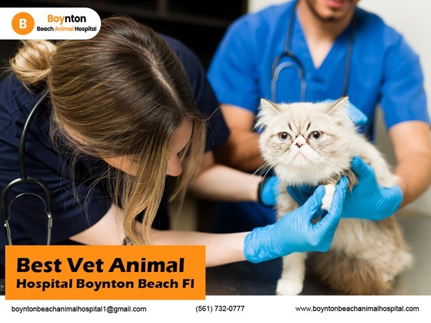 best vet animal hospital in Boynton Beach