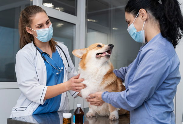 animal hospital Palm Beach