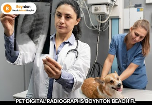 Pet Digital Radiographs Boynton Beach FL